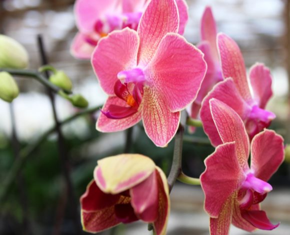 Hilltop Orchids