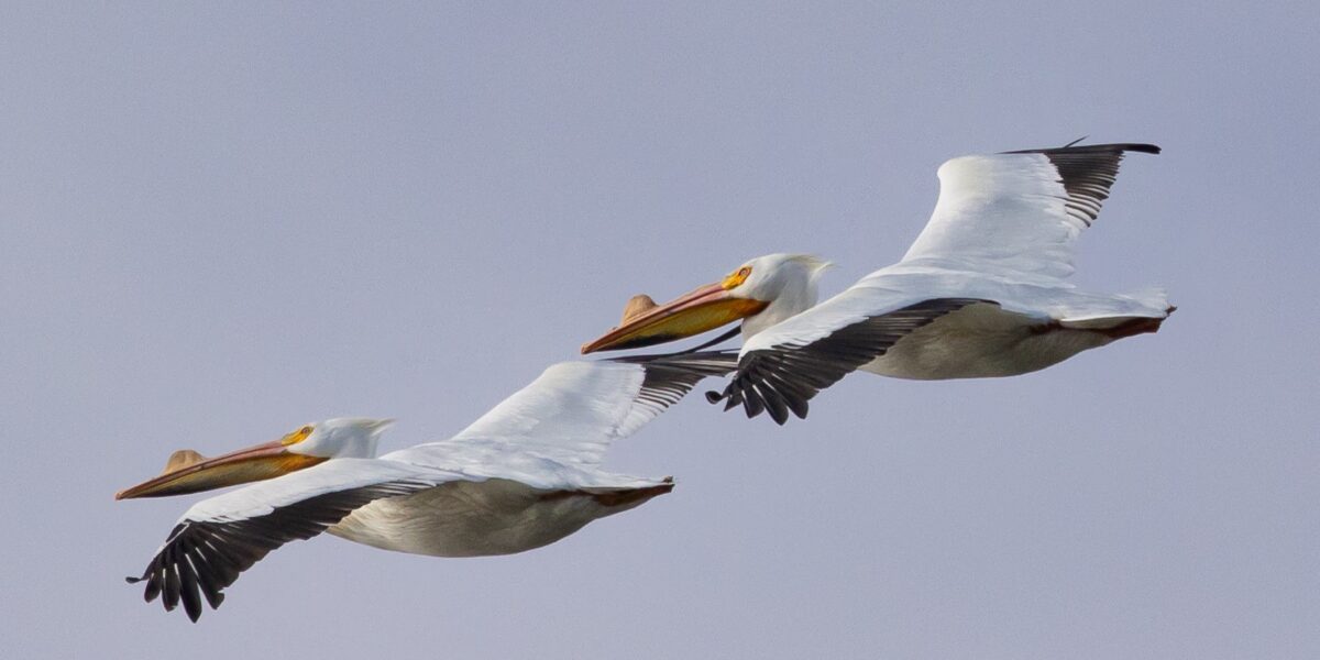 New Indiana Birding Trail sites